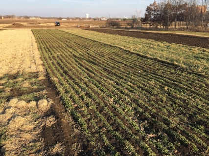 Green pennycress was evident at a U of M test plot on March 13, 2015, soon after the snow had melted. (Photo courtesy of the University of Minnesota)