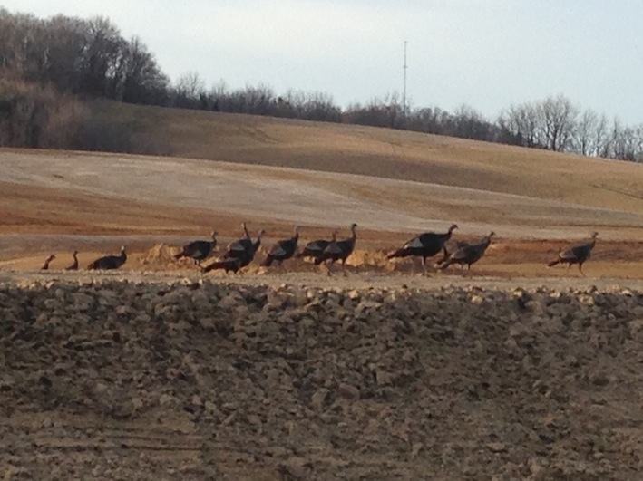 Turkeys at a frac sand mine site.