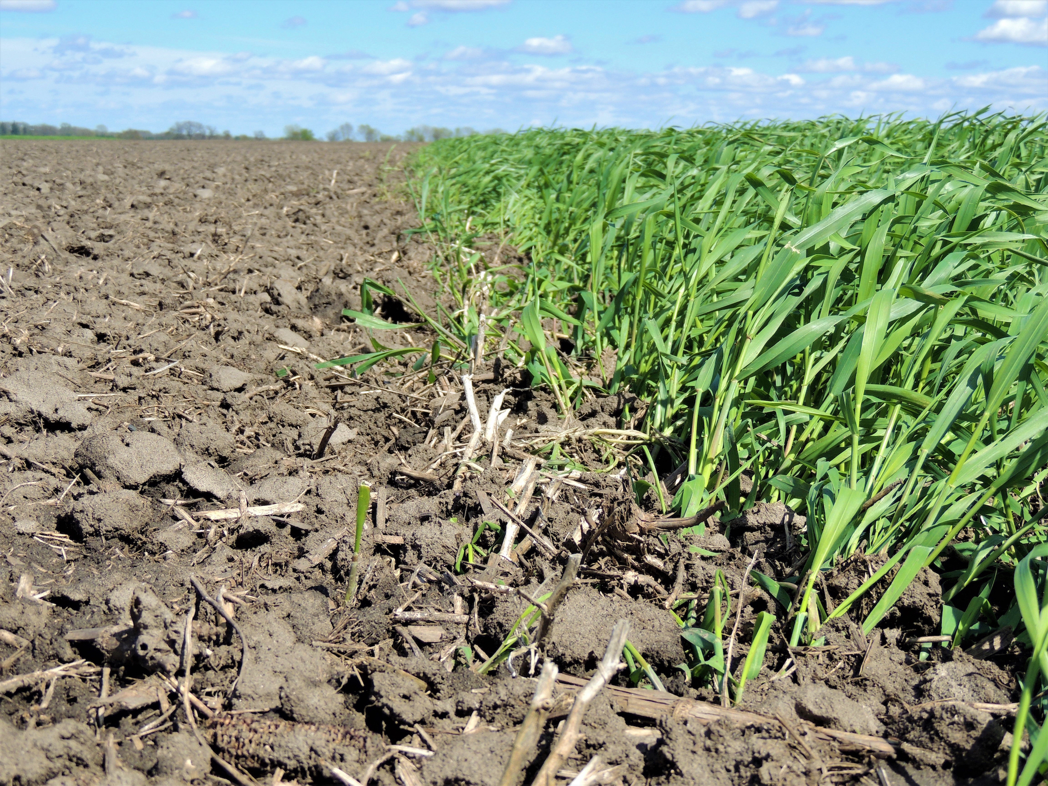 Ear to the Ground No. 327: Side-by-Side Soil