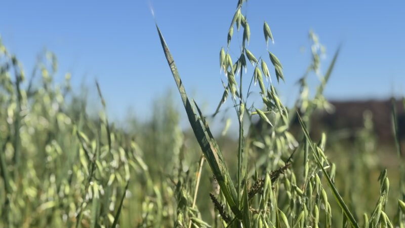 Small Grain Workshop Archives