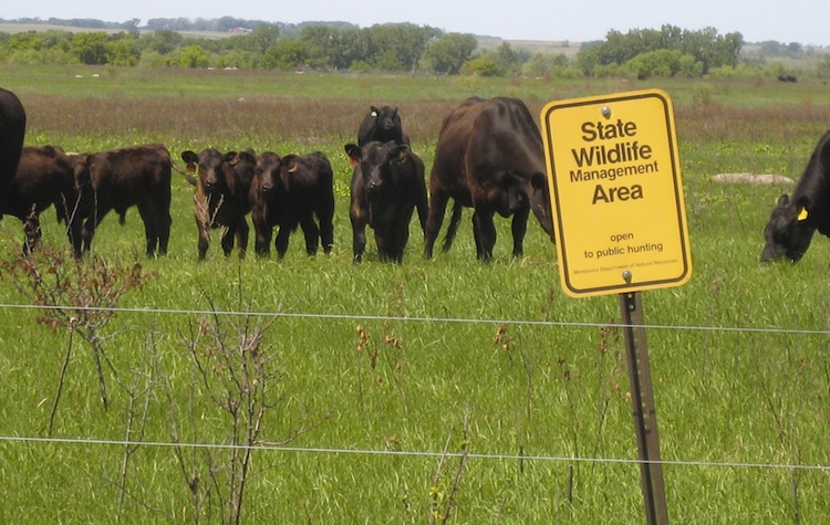 Ear to the Ground 182: Cover, Cattle, Clean Water