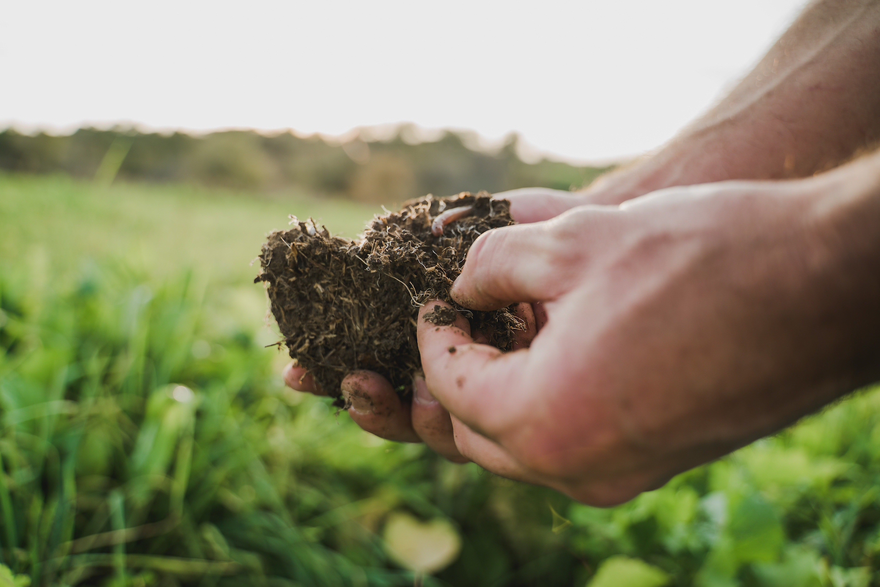 Pay Dirt: Conserve Money, Energy, and Improve Soil Health with No-Till  Farming